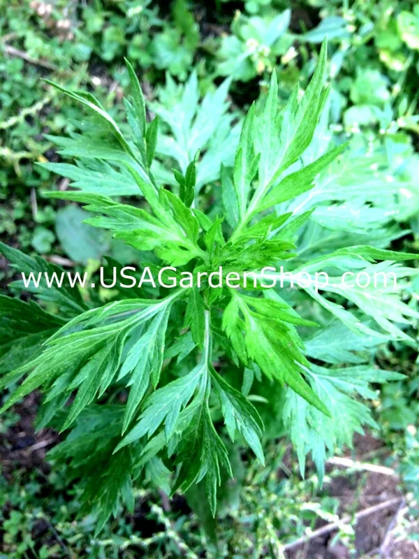 Mugwort Live Plant - Artemisia Argyi Silvery Wormwood - Medium 1ft - Image 6