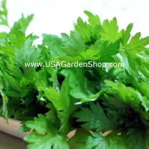 Mugwort Live Plant - Artemisia Argyi Silvery Wormwood - Medium 1ft - Image 8