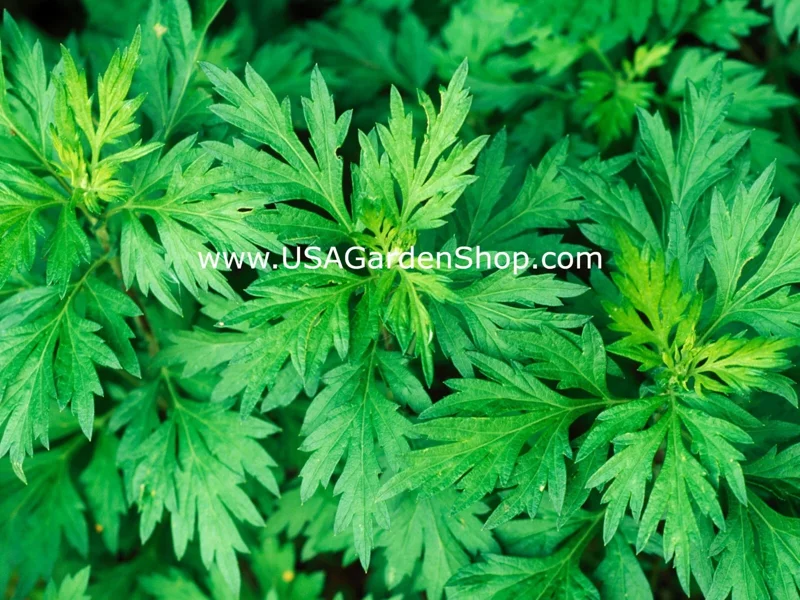Mugwort Live Plant - Artemisia Ngai Cuu Yomogi Argyi - Silvery Wormwood - Indoor/Outdoor - 1ft Tall - Image 2