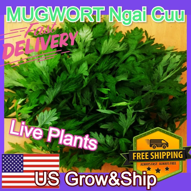 Mugwort Live Plant - Artemisia Ngai Cuu Yomogi Argyi - Silvery Wormwood - Indoor/Outdoor - 1ft Tall - Image 4