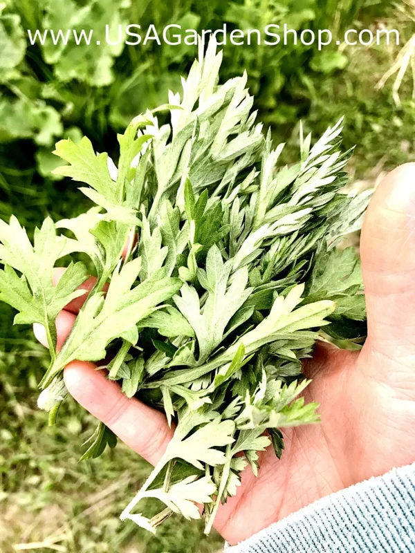 Mugwort Live Plant - Artemisia Ngai Cuu Yomogi Argyi - Silvery Wormwood - Indoor/Outdoor - 1ft Tall - Image 5