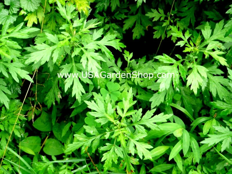 Mugwort Live Plant - Artemisia Ngai Cuu Yomogi Argyi - Silvery Wormwood - Indoor/Outdoor - 1ft Tall - Image 7
