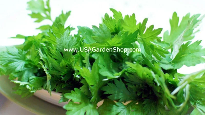 Mugwort Live Plant - Artemisia Ngai Cuu Yomogi Argyi - Silvery Wormwood - Indoor/Outdoor - 1ft Tall - Image 8