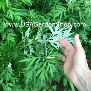 Mugwort Live Plant - Artemisia Ngai Cuu Yomogi Argyi - Silvery Wormwood - Indoor/Outdoor - 1ft Tall - Image 9