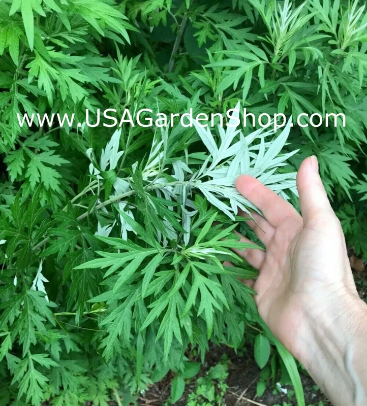 Mugwort Live Plant - Artemisia Ngai Cuu Yomogi Argyi - Silvery Wormwood - Indoor/Outdoor - 1ft Tall - Image 9