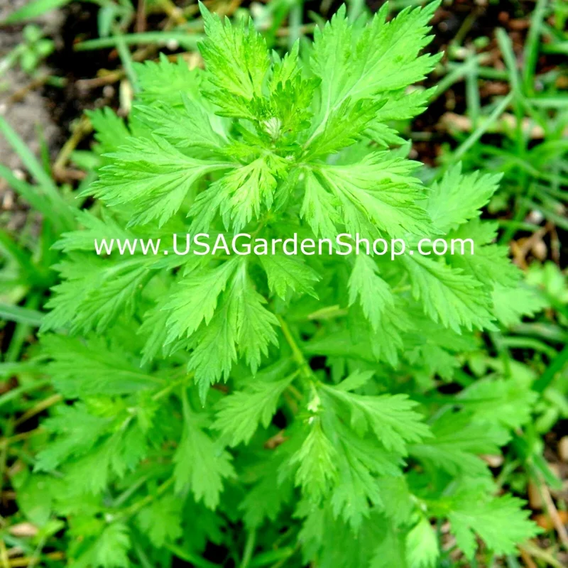 Mugwort Live Plant - Artemisia Ngai Cuu Yomogi Argyi - Silvery Wormwood - Indoor/Outdoor - 1ft Tall - Image 1