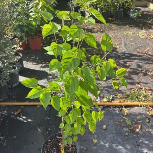 Mulberry Tree Live Plant – Ever-Bearing – 3 Gallon Pot – 3 Feet Tall – Outdoor - Image 2