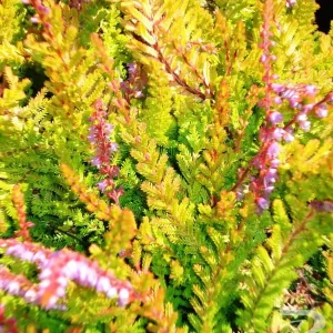 Multi-Color Scotch Heather Live Plant - Hardy Calluna Vulgaris, 4 inch Pot - Image 3