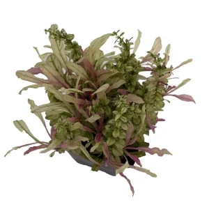 Multicolor Ajuga reptans Live Plant – Carpet Bugle in 2.5" Pot – Outdoor Groundcover - Image 2