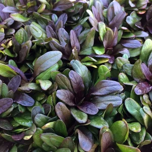 Multicolor Ajuga reptans Live Plant – Carpet Bugle in 2.5
