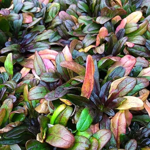 Multicolor Ajuga reptans Live Plant – Carpet Bugle in 2.5
