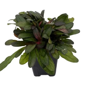 Multicolor Ajuga reptans Live Plant – Carpet Bugle in 2.5