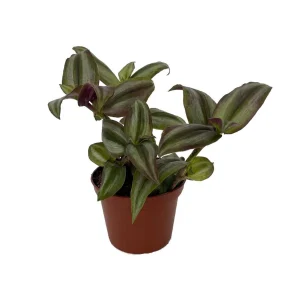 Multicolor Tradescantia Live Plant – 2.5" Pot – Easy Care Houseplant - Image 1