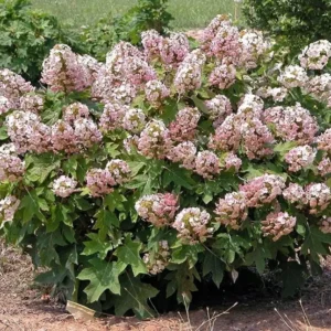 Munchkin Oakleaf Hydrangea Live Plant - 1qt Pot, 6-12" Tall - Outdoor Shrub - Image 2