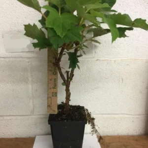 Munchkin Oakleaf Hydrangea Live Plant - 1qt Pot, 6-12