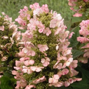 Munchkin Oakleaf Hydrangea Live Plant - 1qt Pot, 6-12" Tall - Outdoor Shrub - Image 1