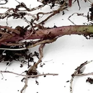 Murasaki Sweet Potato Slips - Ipomoea batatas - 2 Live Plant Cuttings - Image 3