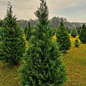 Murray Cypress Live Plant – 6-12 inch Tall Evergreen Tree for Privacy Screen, 2.5 inch Pot, Outdoor - Image 2