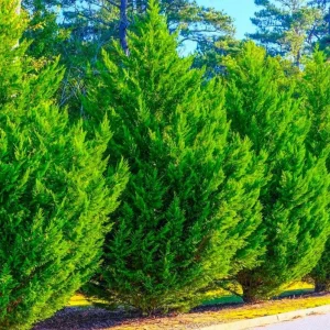 Murray Cypress Live Plant – 6-12 inch Tall Evergreen Tree for Privacy Screen, 2.5 inch Pot, Outdoor - Image 3