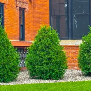 Murray Cypress Live Plant – 6-12 inch Tall Evergreen Tree for Privacy Screen, 2.5 inch Pot, Outdoor - Image 4