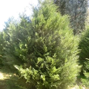 Murray Leyland Cypress Live Plant - 2 Pack, 3" Pot, Fast Growing Evergreen Shrub - Image 1