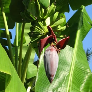 Musa 'Gran Nain' Banana Tree Seeds - 10 Count Pack for Indoor & Outdoor Growing - Image 3