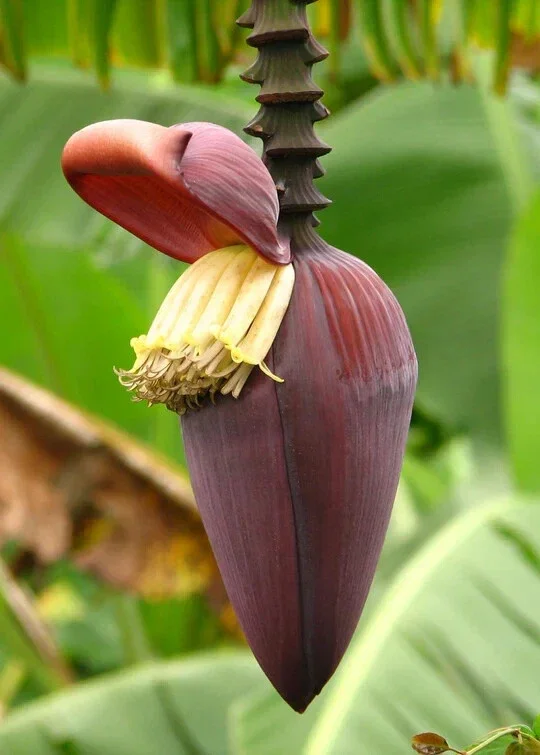 Musa 'Gran Nain' Banana Tree Seeds - 10 Count Pack for Indoor & Outdoor Growing - Image 4