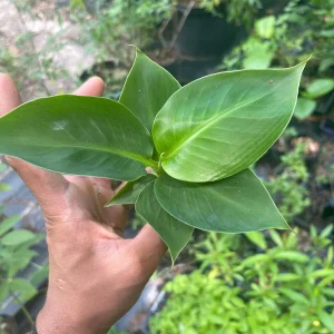 Musa Truly Tiny Banana Live Plant - Small Edible Dessert Variety - 2-4 ft - Image 2