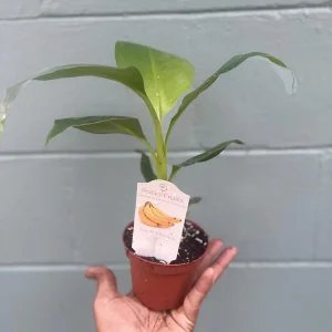 Musa Truly Tiny Banana Live Plant - Small Edible Dessert Variety - 2-4 ft - Image 3