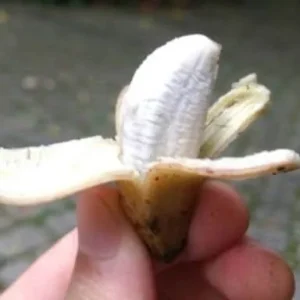 Musa Truly Tiny Banana Live Plant - Small Edible Dessert Variety - 2-4 ft - Image 6