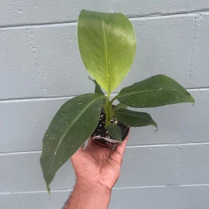 Musa Truly Tiny Banana Live Plant - Small Edible Dessert Variety - 2-4 ft - Image 8