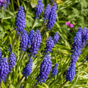 Muscari Armeniacum Bulbs - Blue Grape Hyacinth, Deer Resistant, Easy to Grow - Image 1