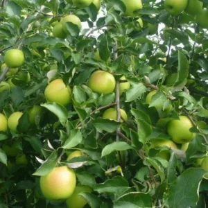 Mutsu Apple Tree Bareroot – Crispin Apple, 2-3 ft Tall, Outdoor Fruit Plant - Image 1