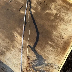 Mutsu Apple Tree Bareroot – Crispin Apple, 2-3 ft Tall, Outdoor Fruit Plant - Image 4