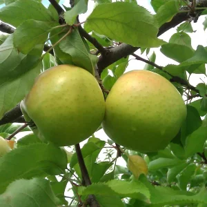 Mutsu (Crispin) Apple Grafted Fruit Tree Bare-root – Outdoor Orchard Plant - Image 3