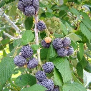 Mysore Black Raspberry Plant - Tropical Fruiting Bush - Live Bare Root Starter - Image 2