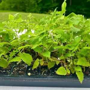 Mysore Black Raspberry Plant - Tropical Fruiting Bush - Live Bare Root Starter - Image 5