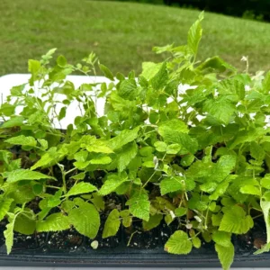 Mysore Black Raspberry Plant - Tropical Fruiting Bush - Live Bare Root Starter - Image 6