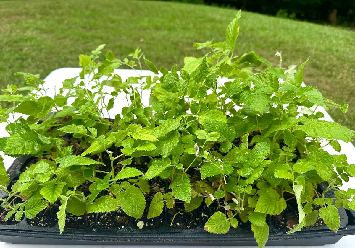 Mysore Black Raspberry Plant - Tropical Fruiting Bush - Live Bare Root Starter - Image 6