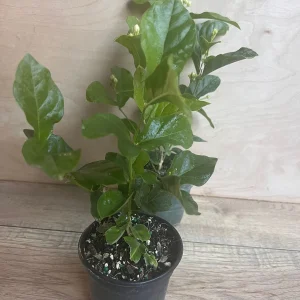Mysore Mulli Jasmine Live Plant – Fragrant White Flowers – 4 Inch Pot - Image 3