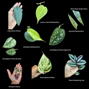 Mystery House Plant Cuttings Bundle - Unrooted Clippings for Propagation - Assorted Indoor Plants - Image 2