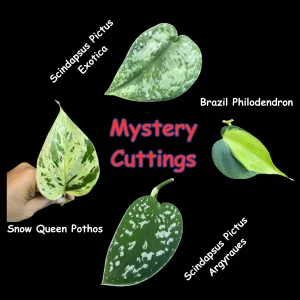 Mystery House Plant Cuttings Bundle - Unrooted Cuttings for Propagation - Image 2