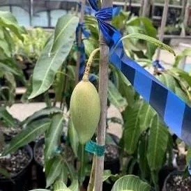 Nam Doc Mai Grafted Mango Tree Plant - Thai Fiberless Mango, 3 Gallon Pot - Image 2
