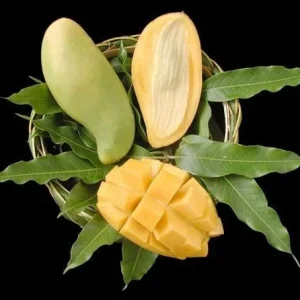 Nam Doc Mai Mango Tree - 1 to 2 Feet Tall Live Plant in 3 Gal Pot - Thai Green Sweet Mango - Image 1