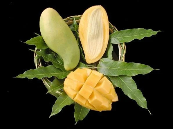Nam Doc Mai Mango Tree - 1 to 2 Feet Tall Live Plant in 3 Gal Pot - Thai Green Sweet Mango - Image 1