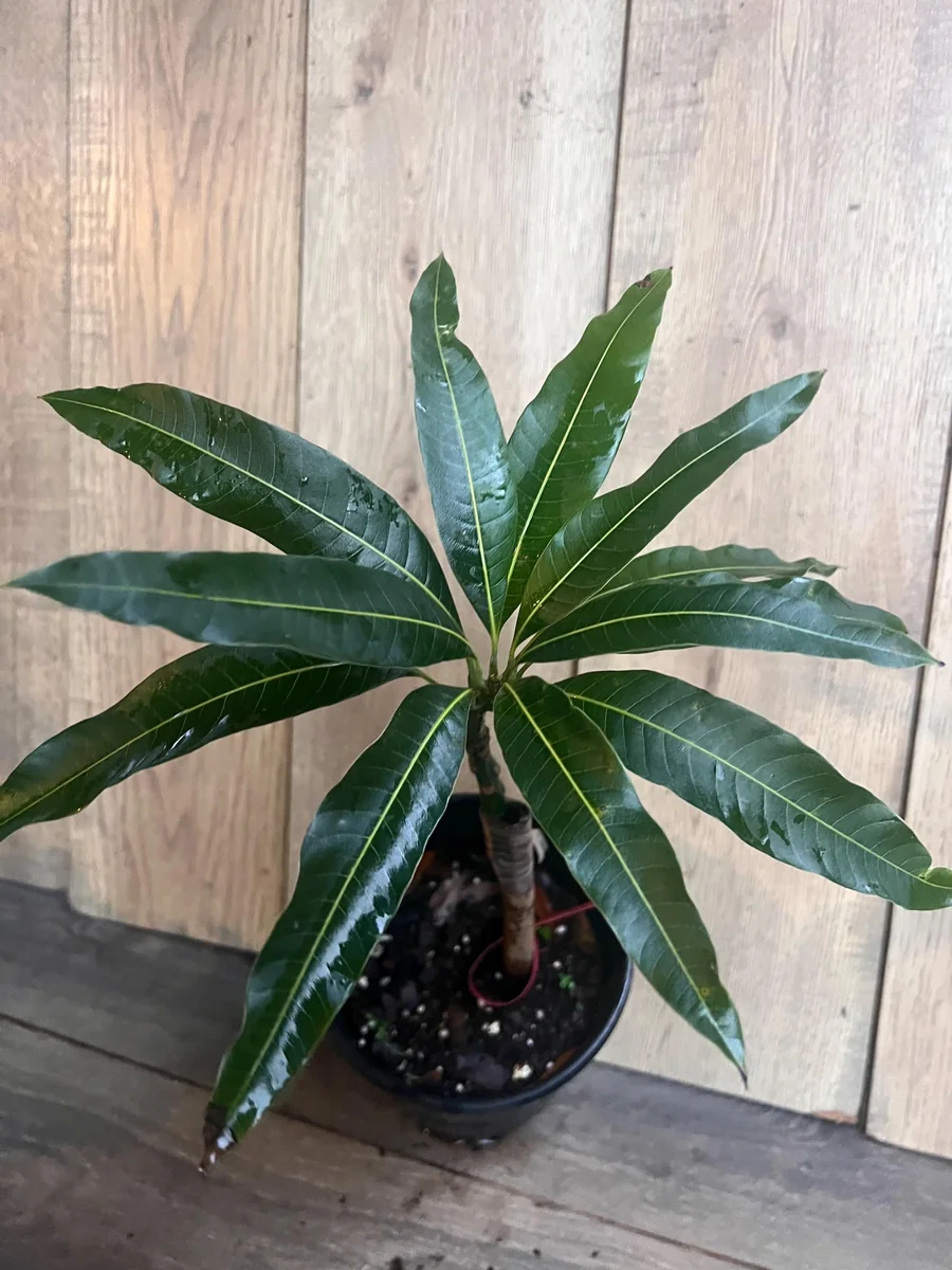 Nam Doc Mai Thai Mango Live Plant - Grafted Fruit Tree in 3 Gallon Pot - Image 10