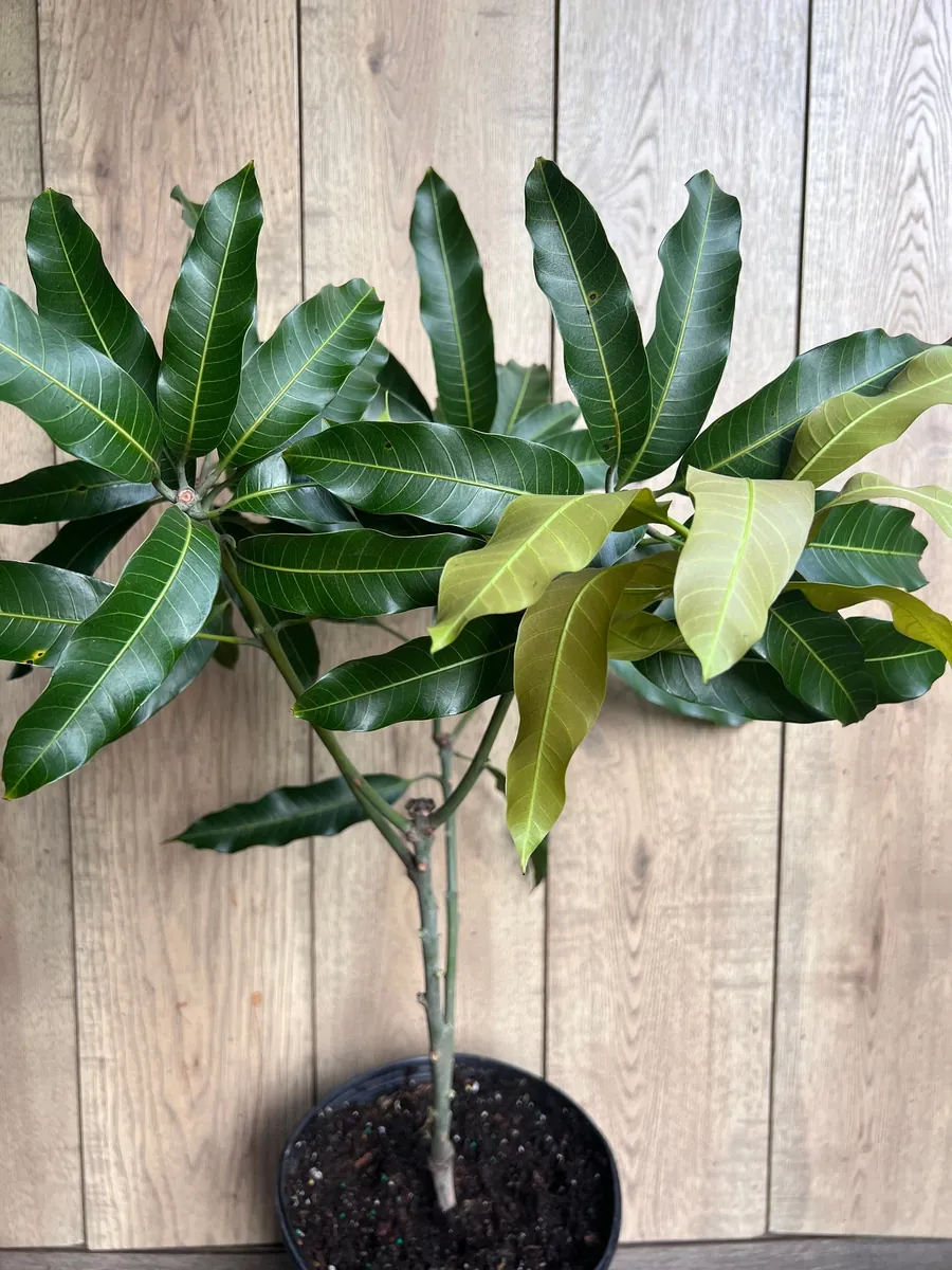 Nam Doc Mai Thai Mango Live Plant - Grafted Fruit Tree in 3 Gallon Pot - Image 2
