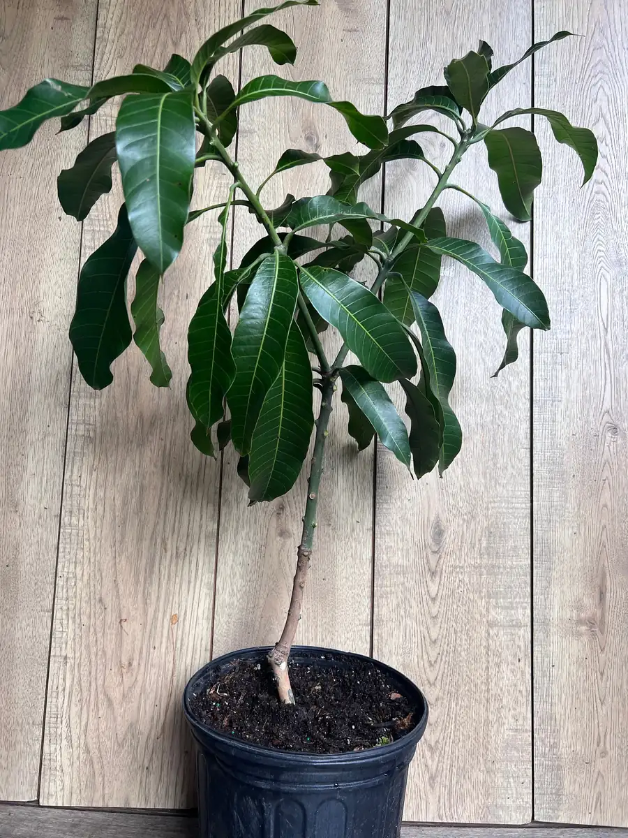Nam Doc Mai Thai Mango Live Plant - Grafted Fruit Tree in 3 Gallon Pot - Image 3