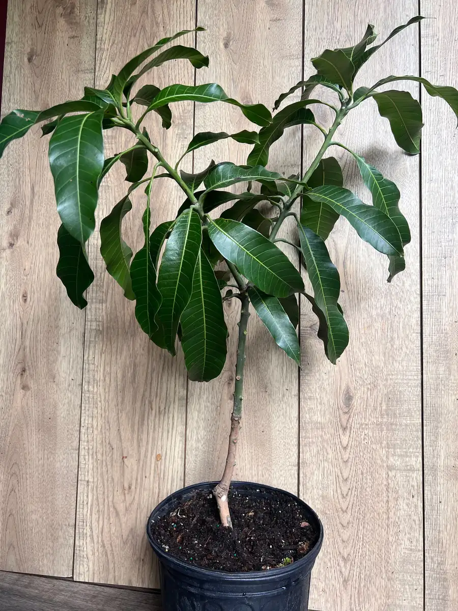 Nam Doc Mai Thai Mango Live Plant - Grafted Fruit Tree in 3 Gallon Pot - Image 4