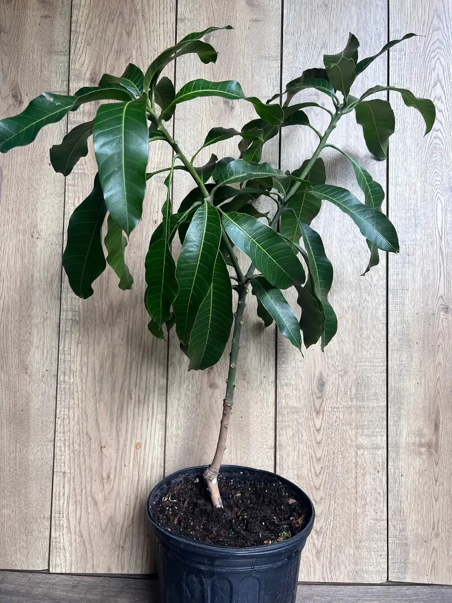 Nam Doc Mai Thai Mango Live Plant - Grafted Fruit Tree in 3 Gallon Pot - Image 5